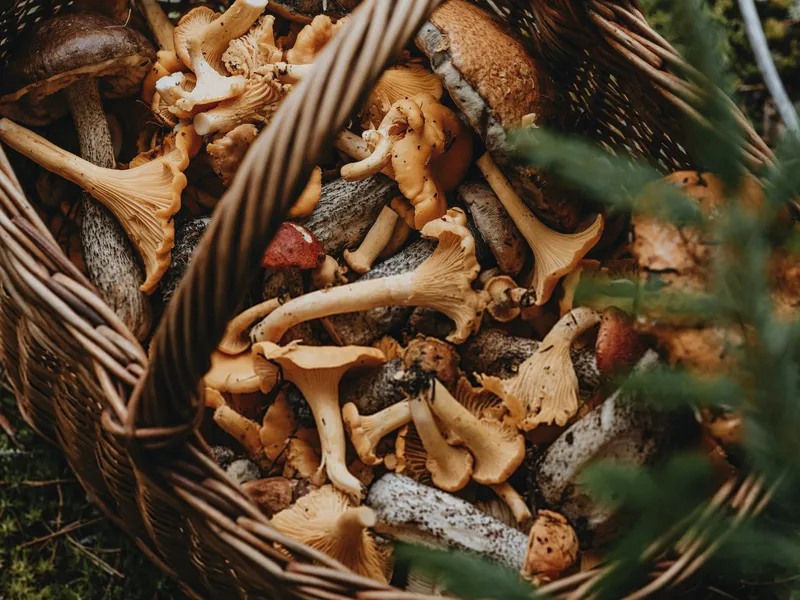 anita-austvika-QKWjoRBfI4c-unsplash